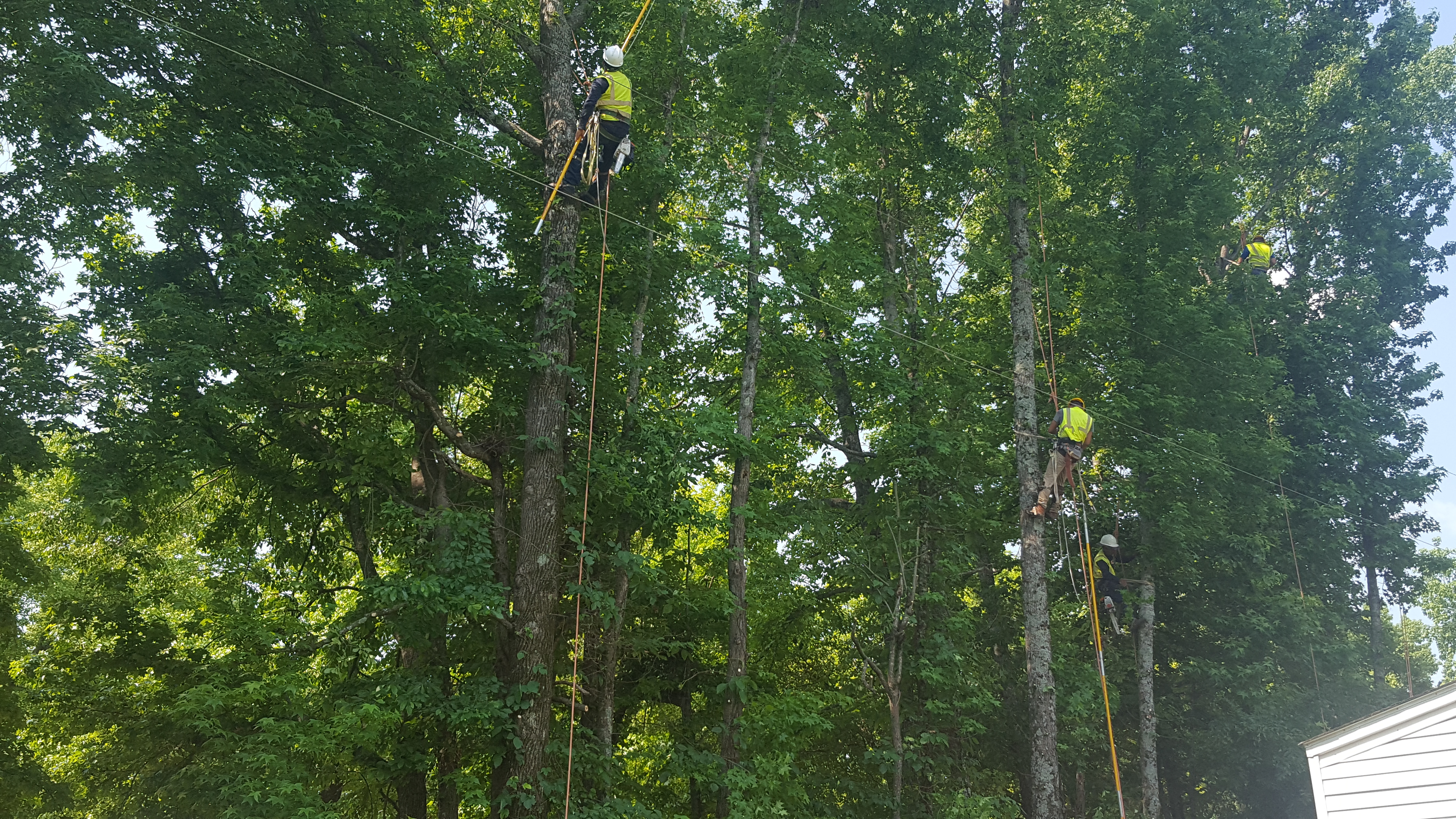 Line Clearance